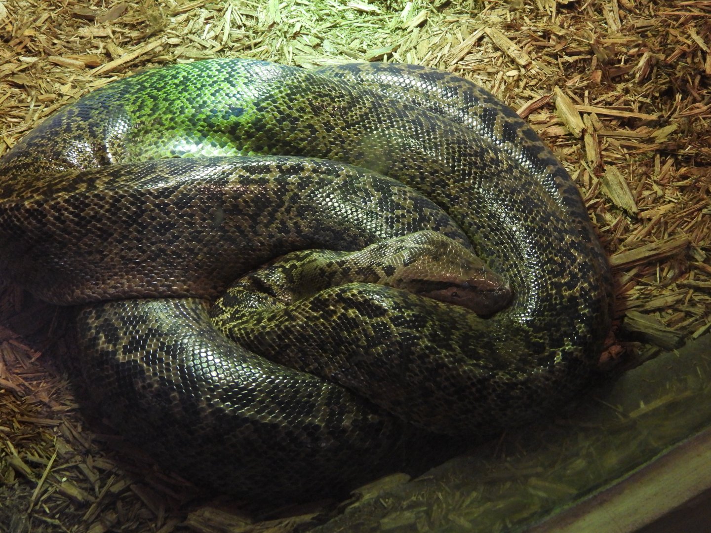 Burmese python