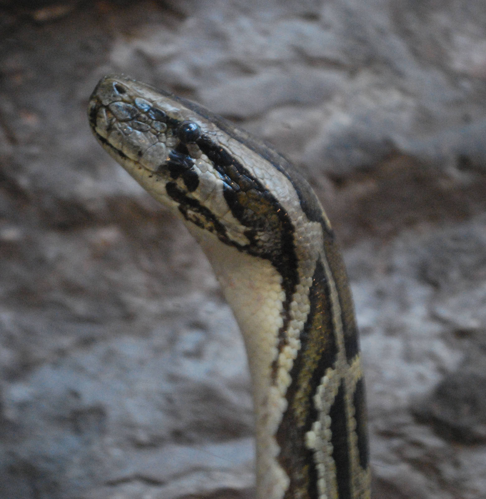 BURMESE PYTHON