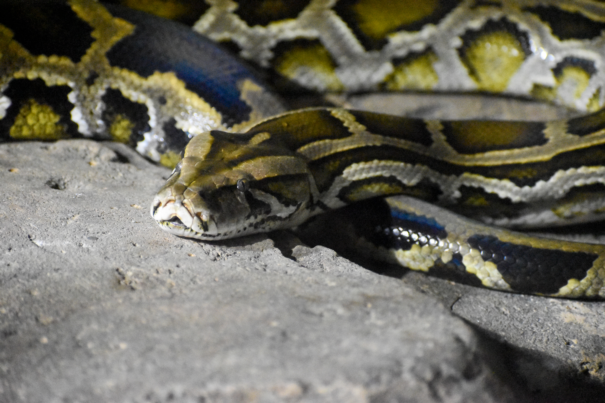 Burmese Python