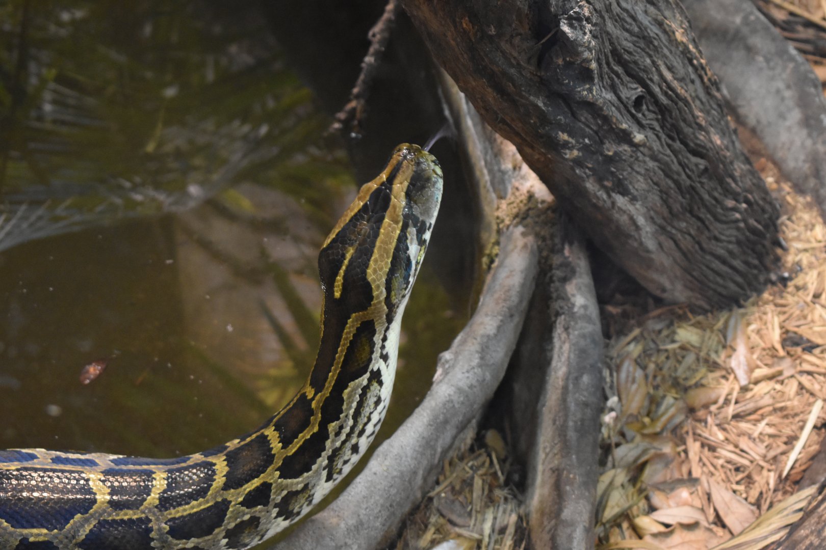 Burmese Python