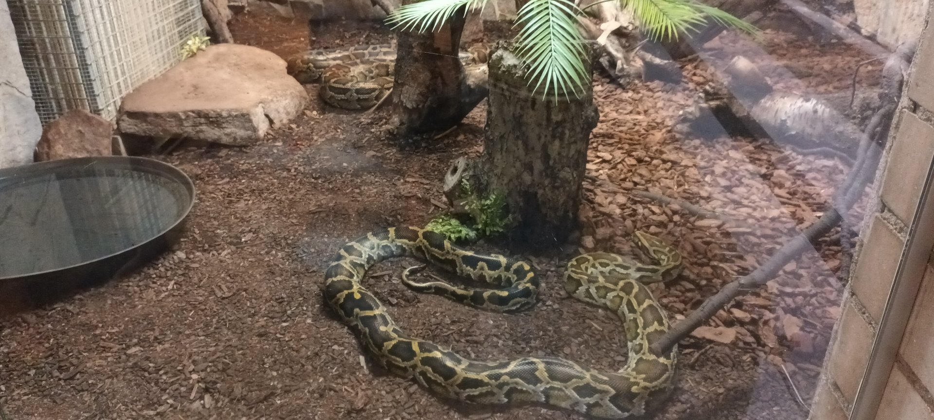 Burmese Python