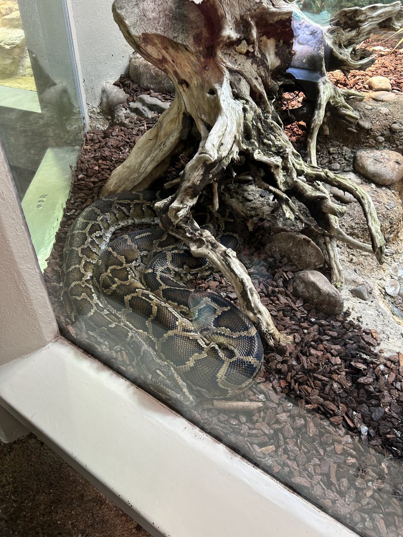 Burmese python