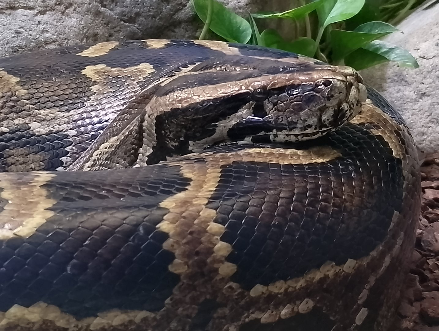 Burmese python