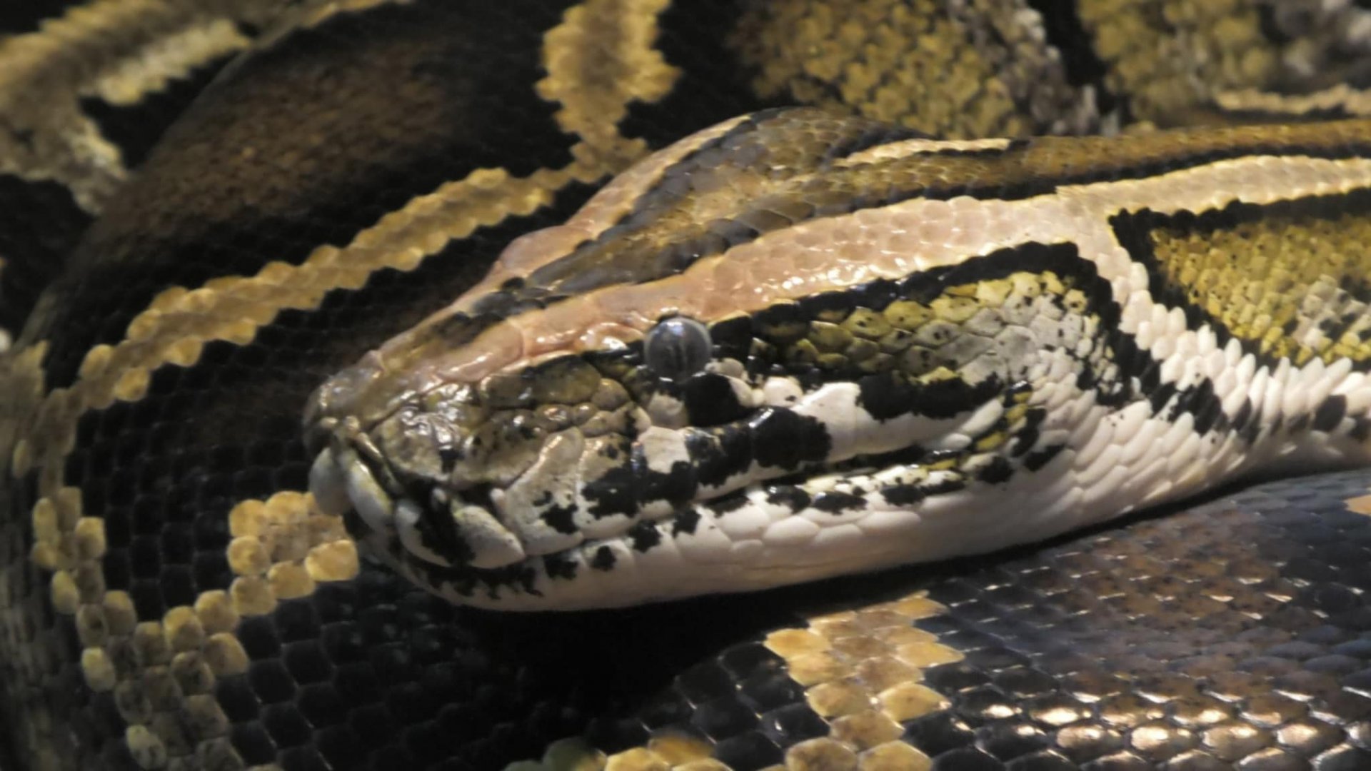 Burmese python