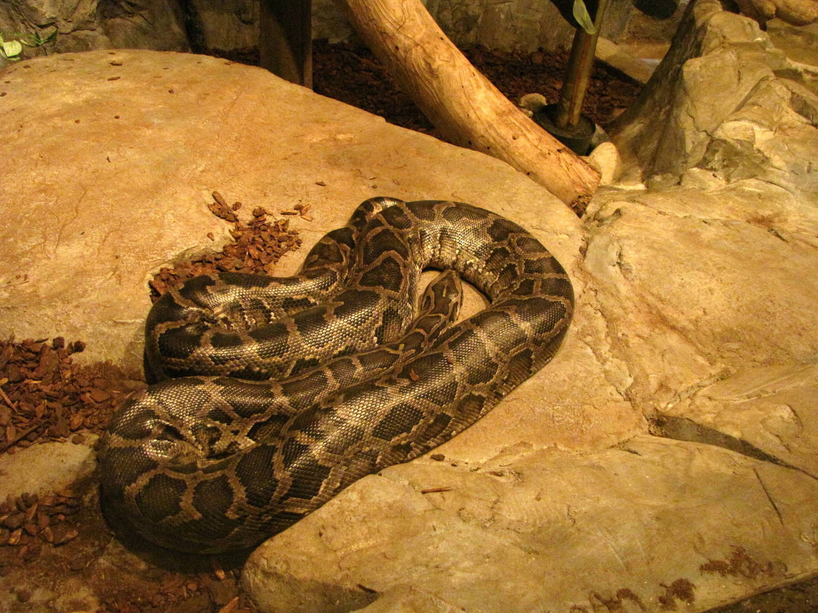 Burmese Python