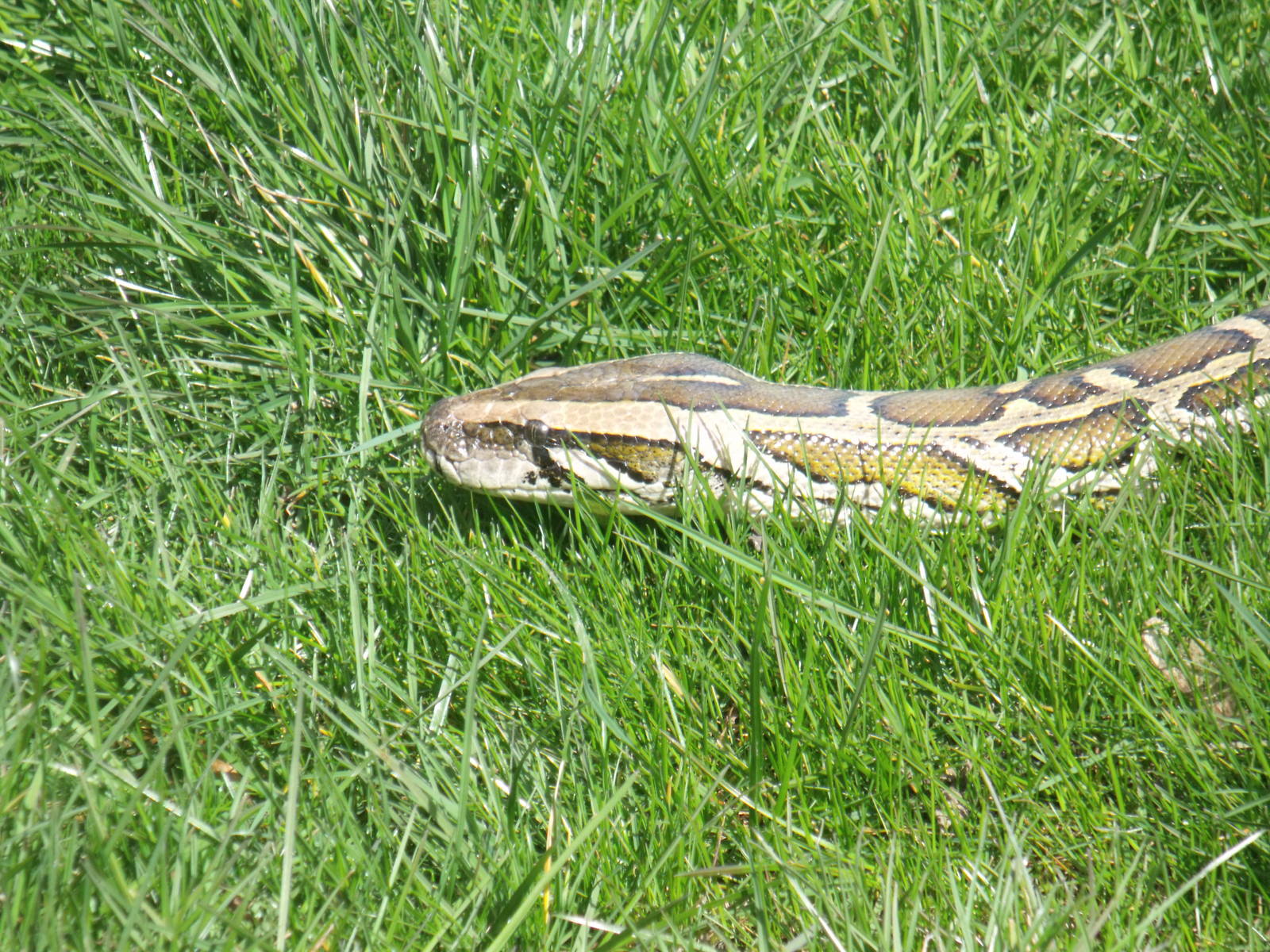 Burmese Python