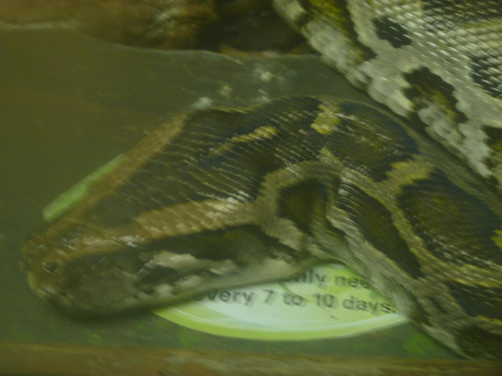Burmese Python