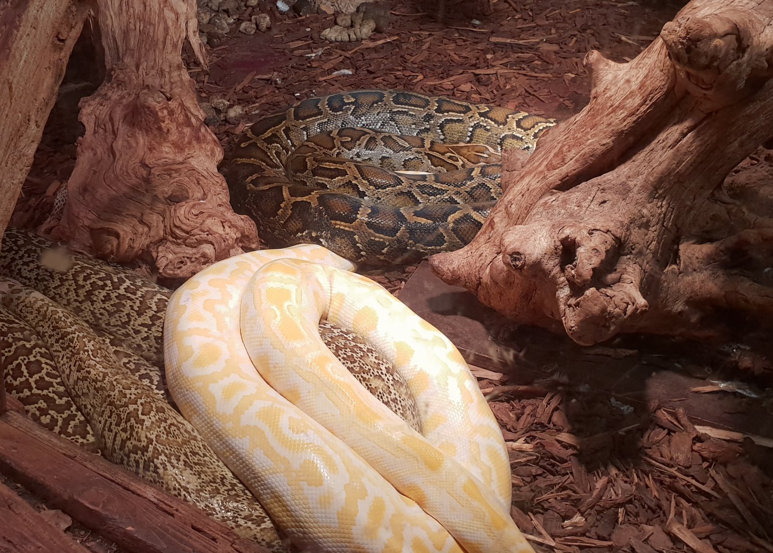 Burmese pythons - natural and mutations