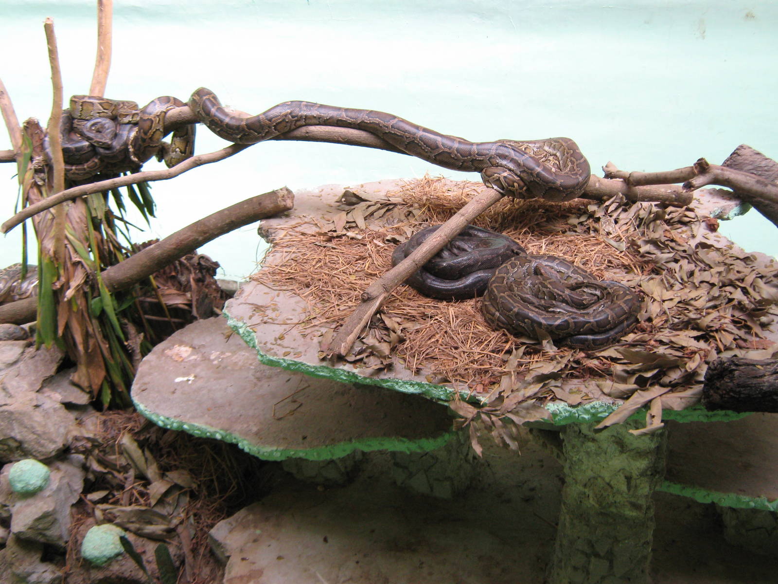 Burmese pythons (Python molurus bivittatus)