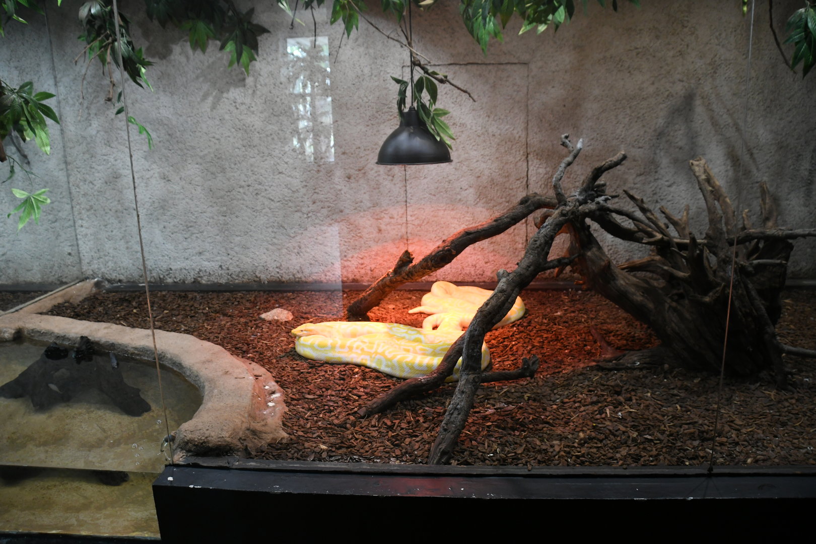 Burmese Pythons tank (Reptile House)
