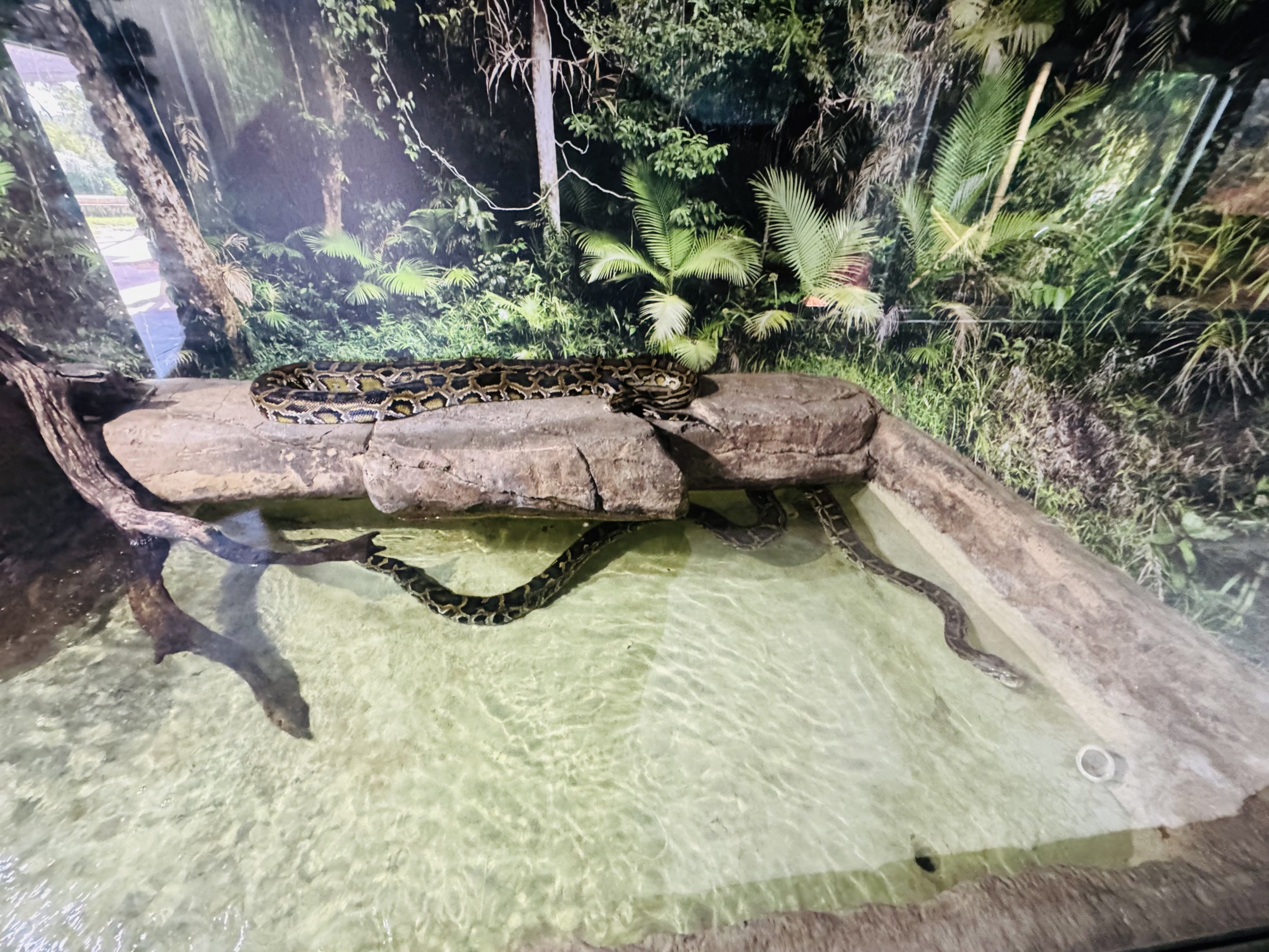 Burmese Pythons using pool