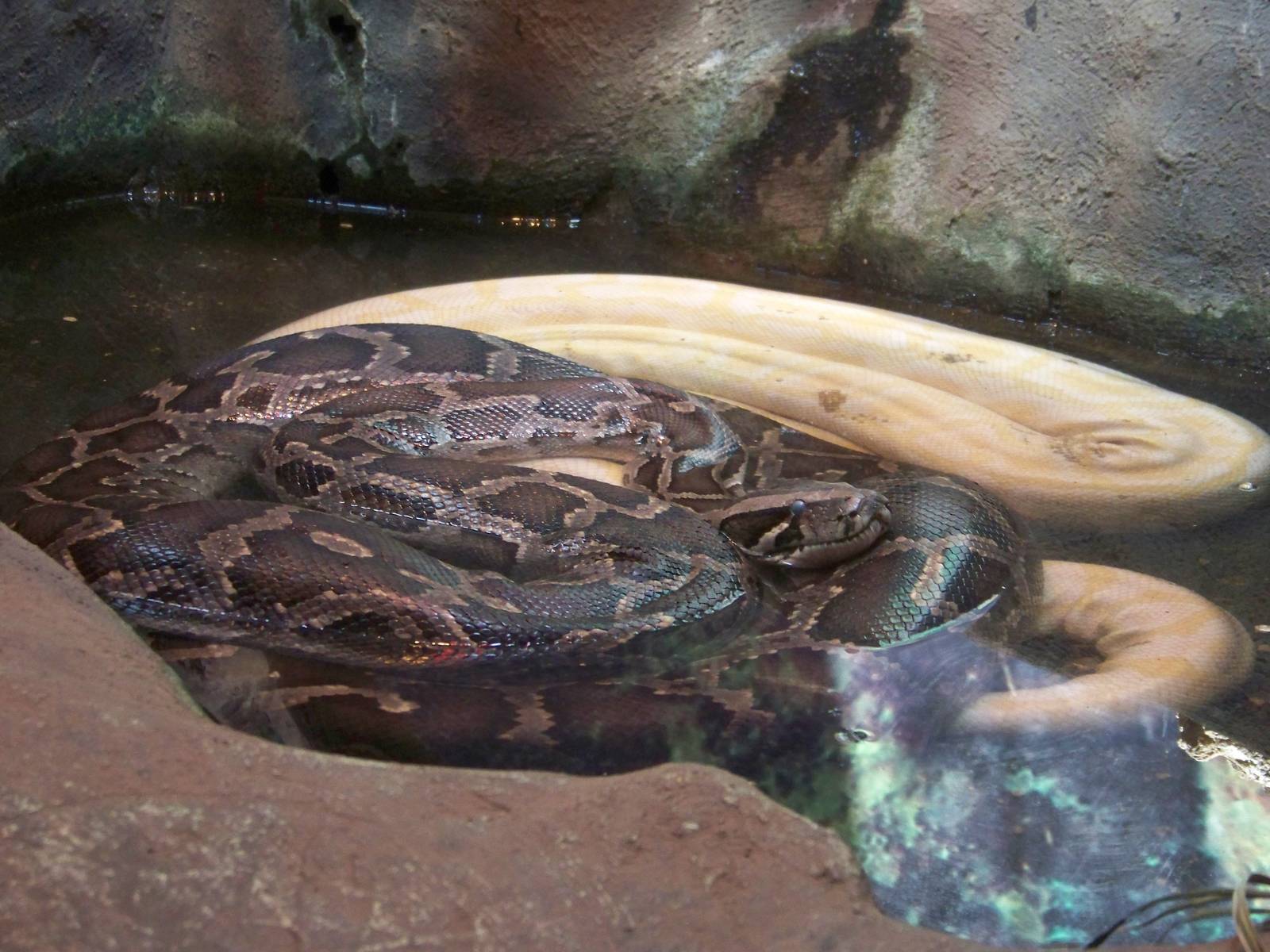 Burmese Pythons