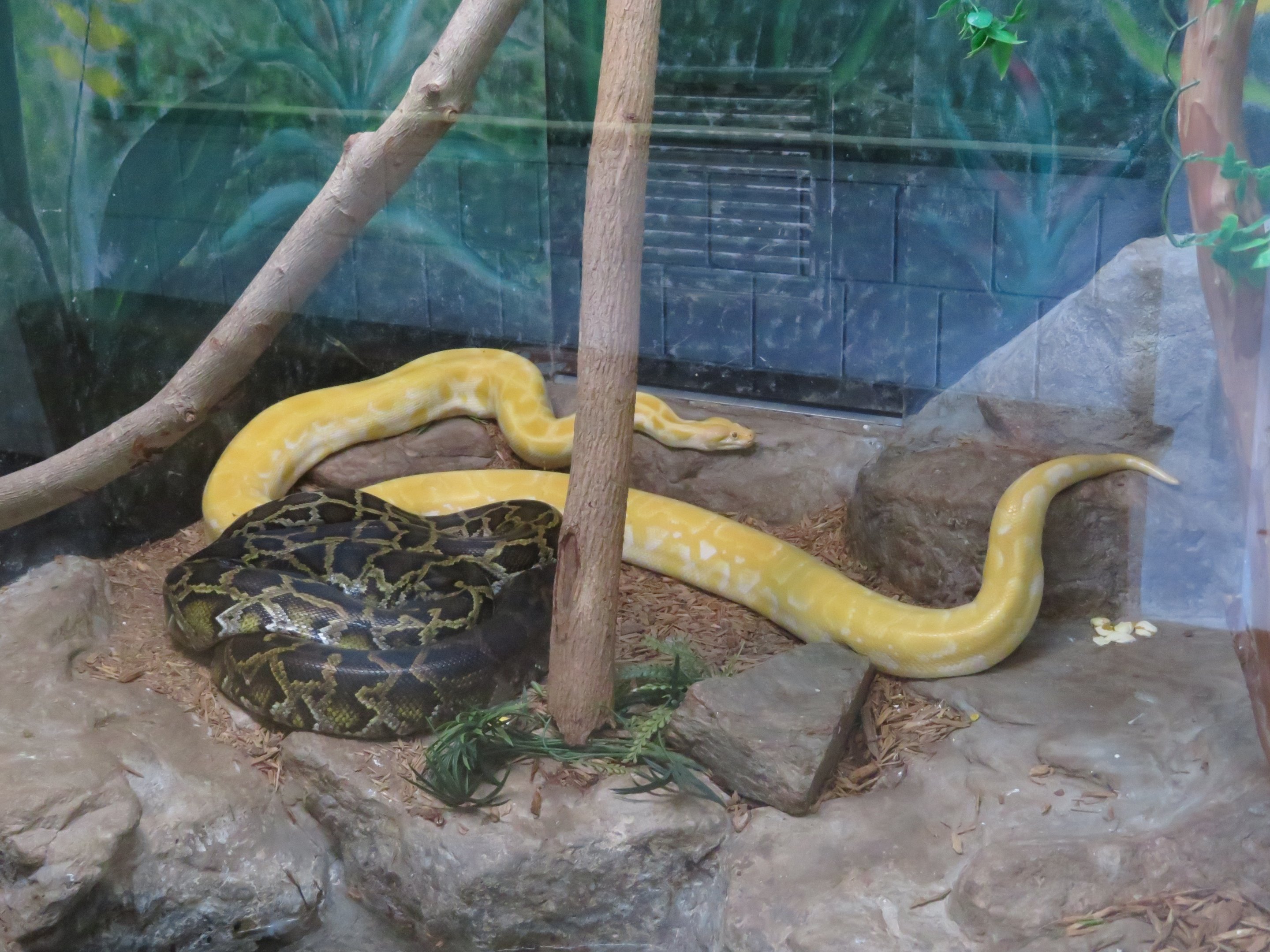 Burmese Pythons