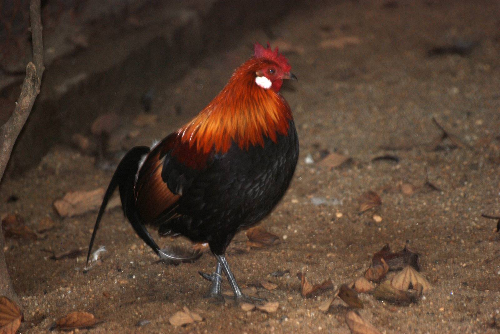 Burmese Red Jungle Fowl at Hanoi Zoo, 15/03/12