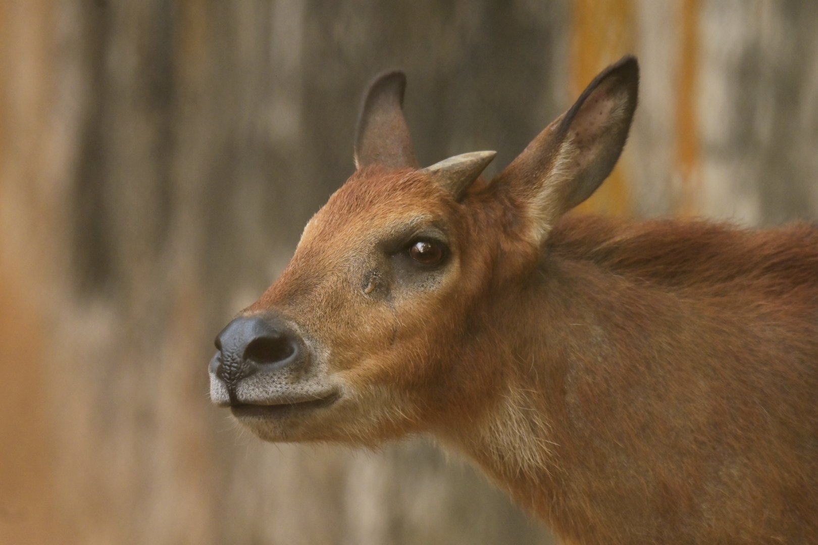 Burmese Red Serow (Capricornis rubidus)