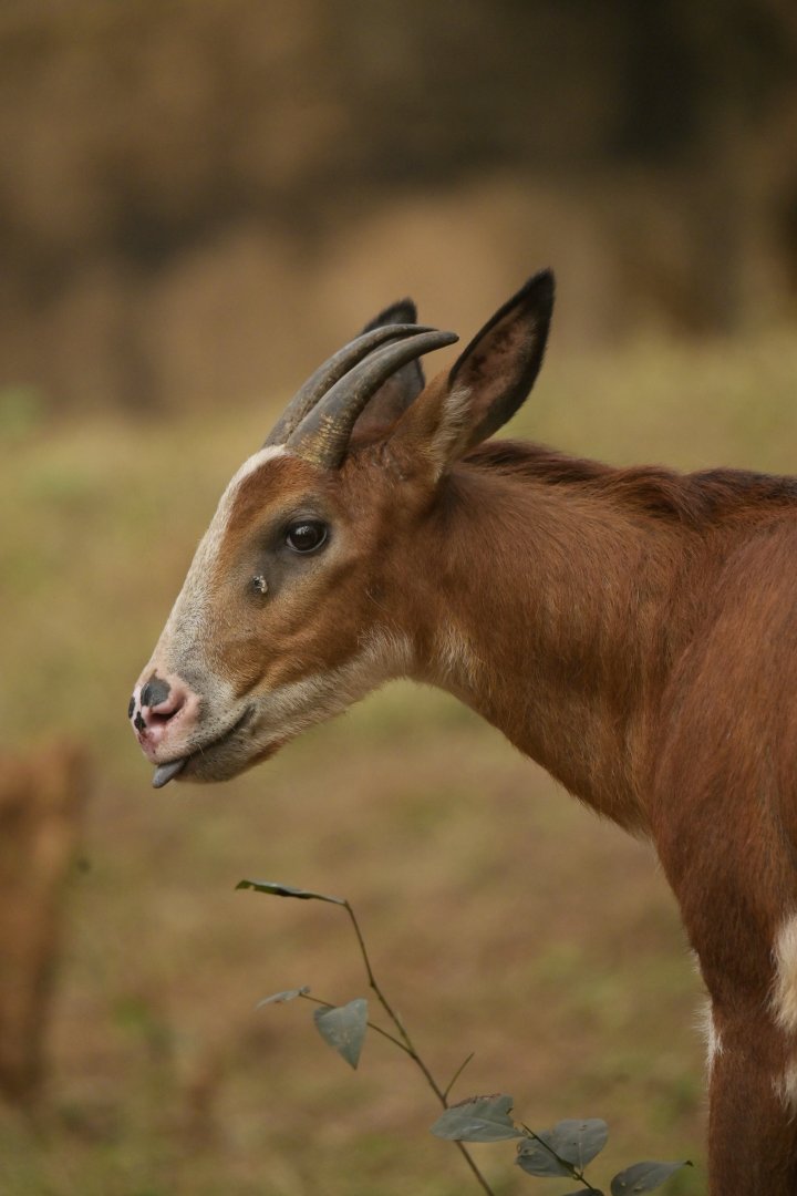 Burmese Red Serow (Capricornis rubidus)