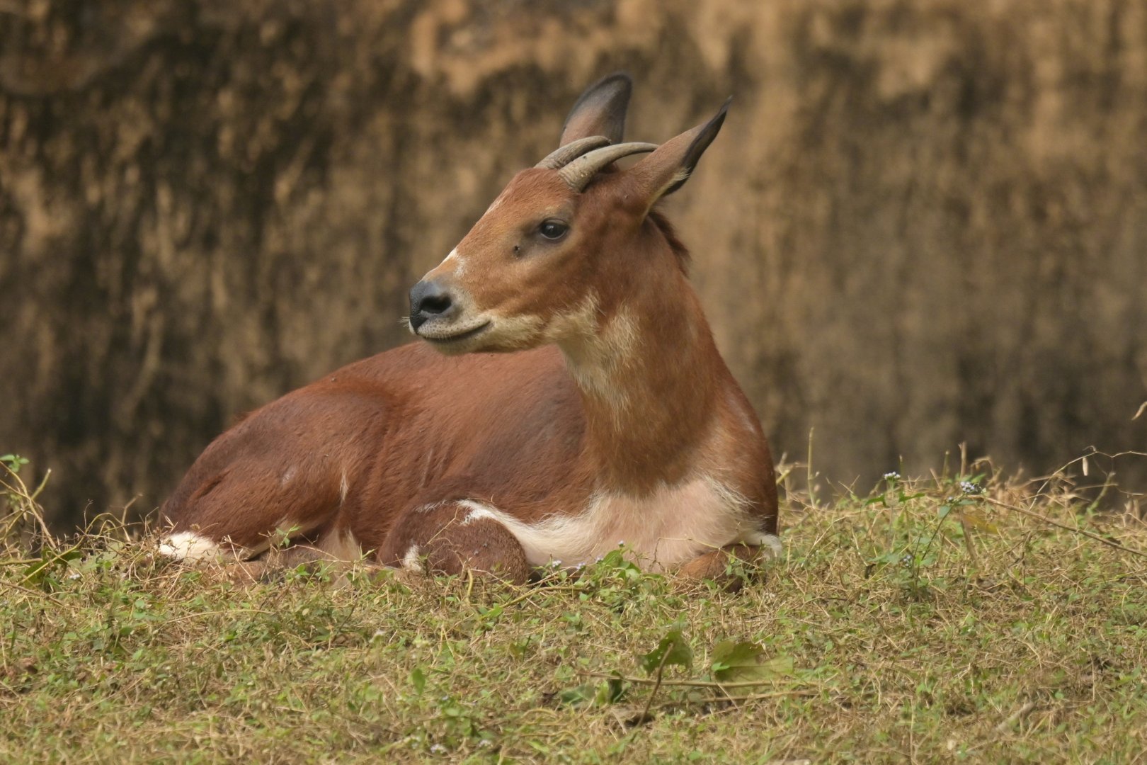 Burmese Red Serow (Capricornis rubidus)