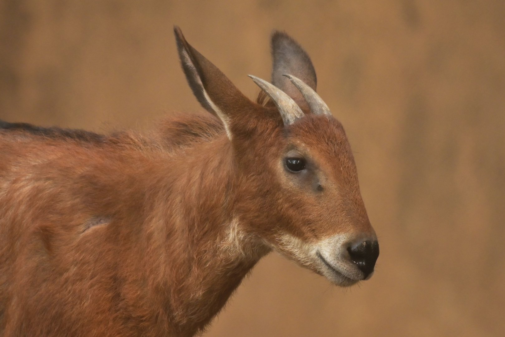 Burmese Red Serow (Capricornis rubidus)