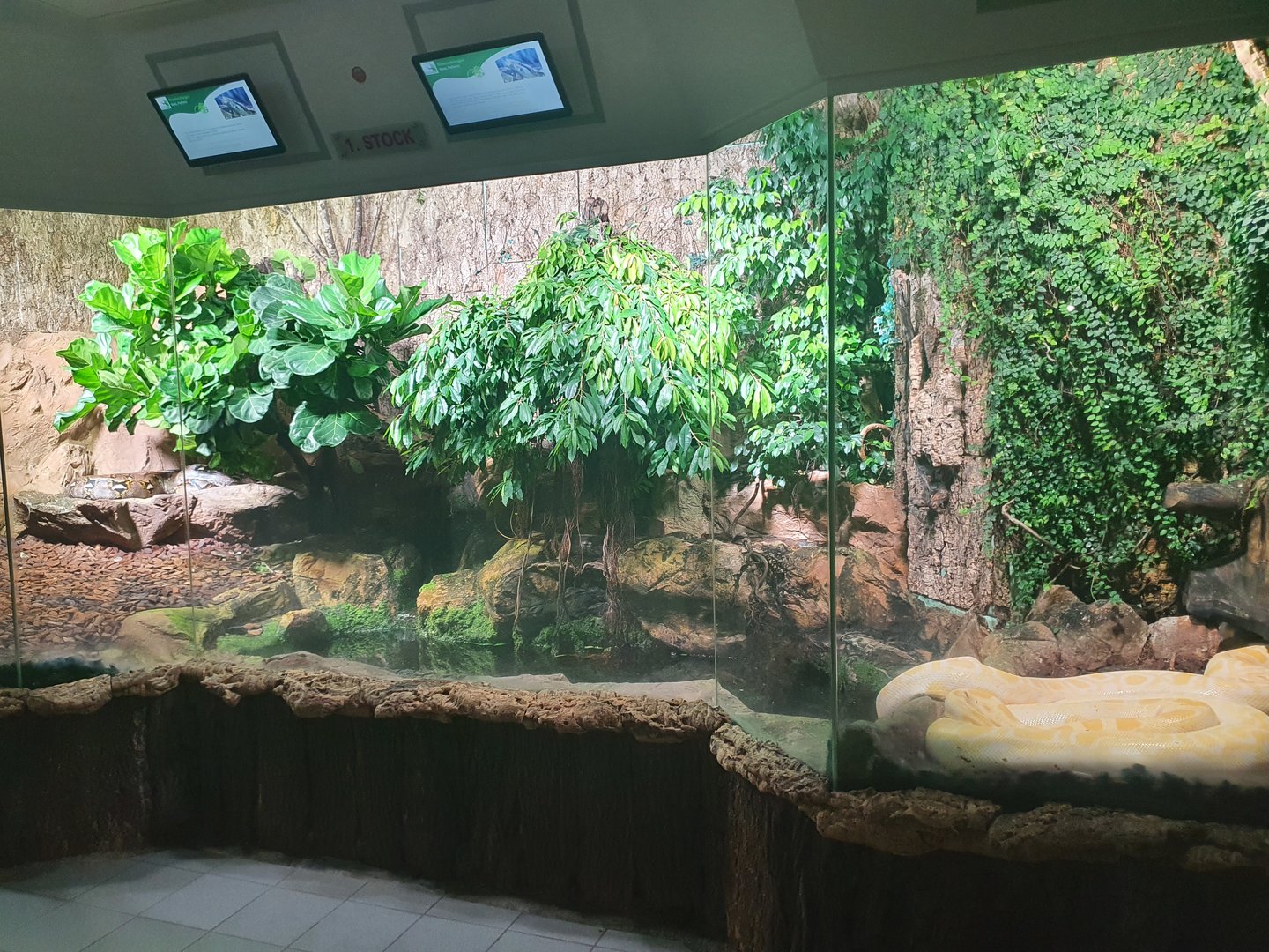 Burmese & Reticulate python exhibit