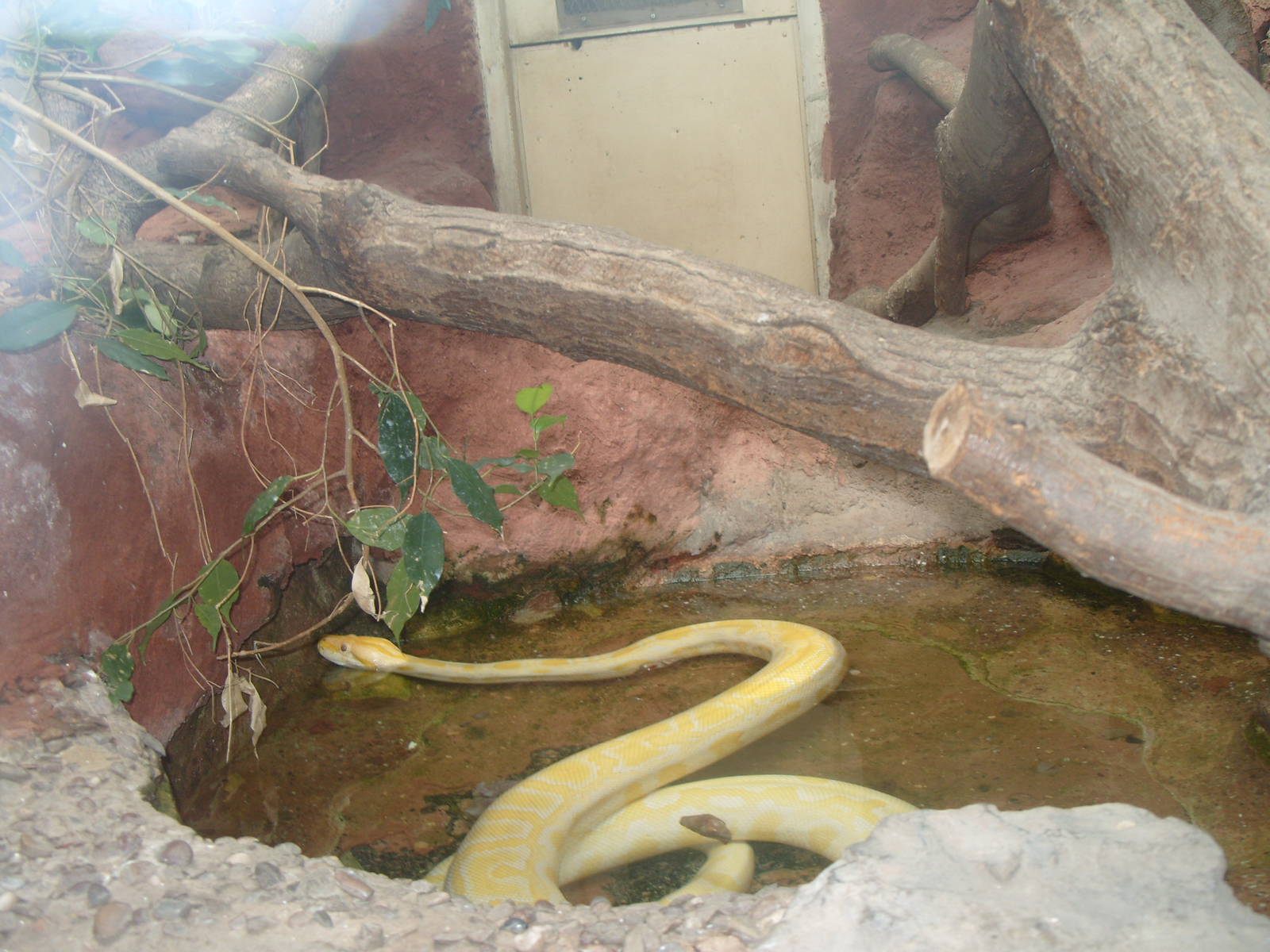 BURMESE ROCK PYTHON ALBINO ENCLOSURE