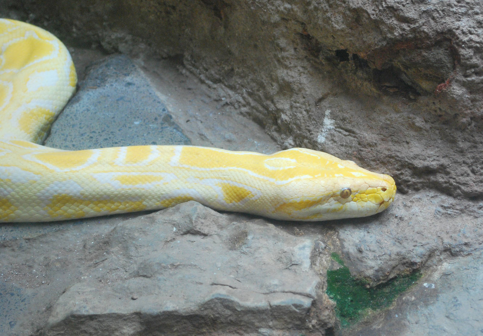 Burmese Rock Python Albino