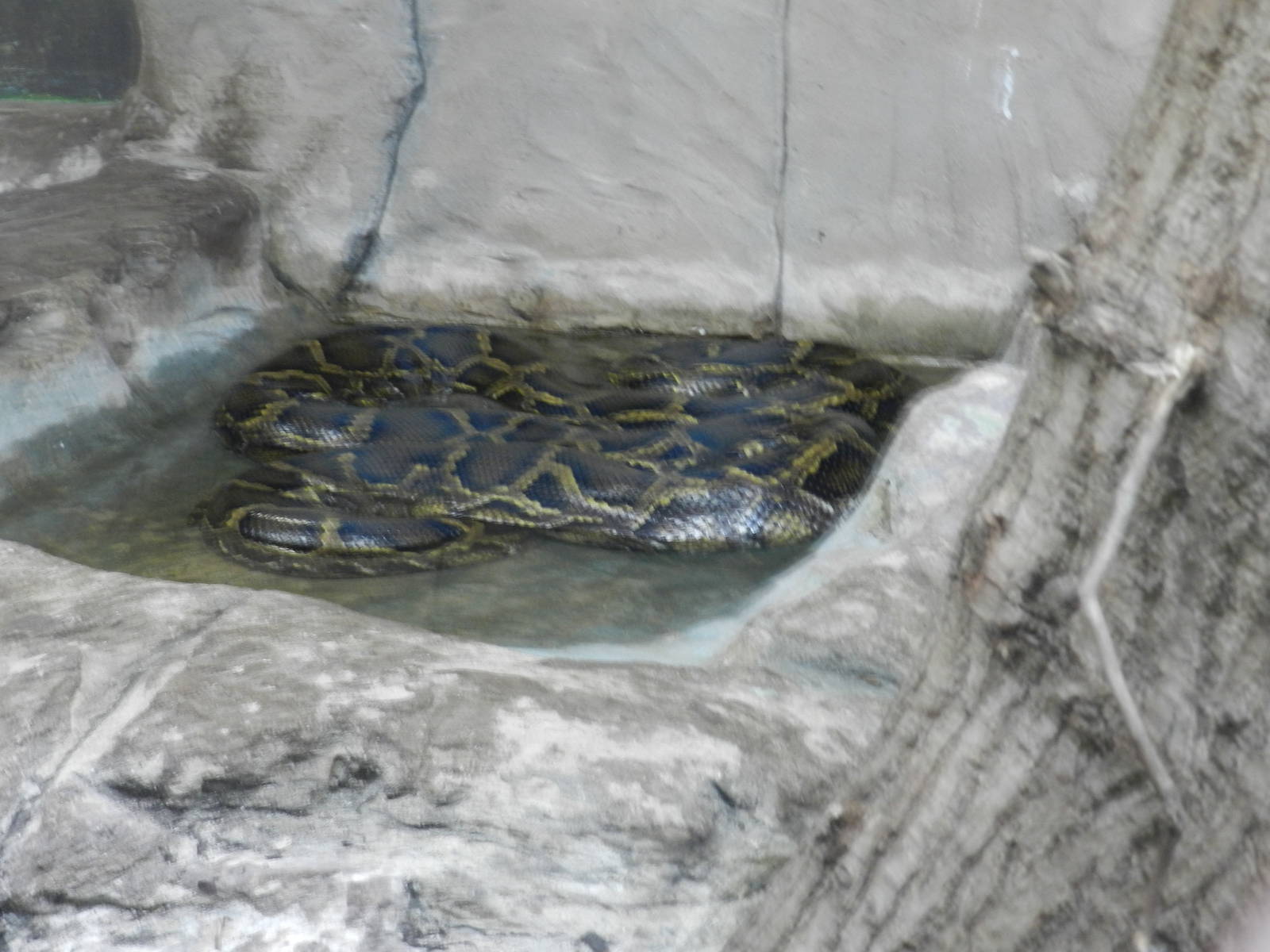 Burmese Rock Python at Flamingo Land - 14/10/2012