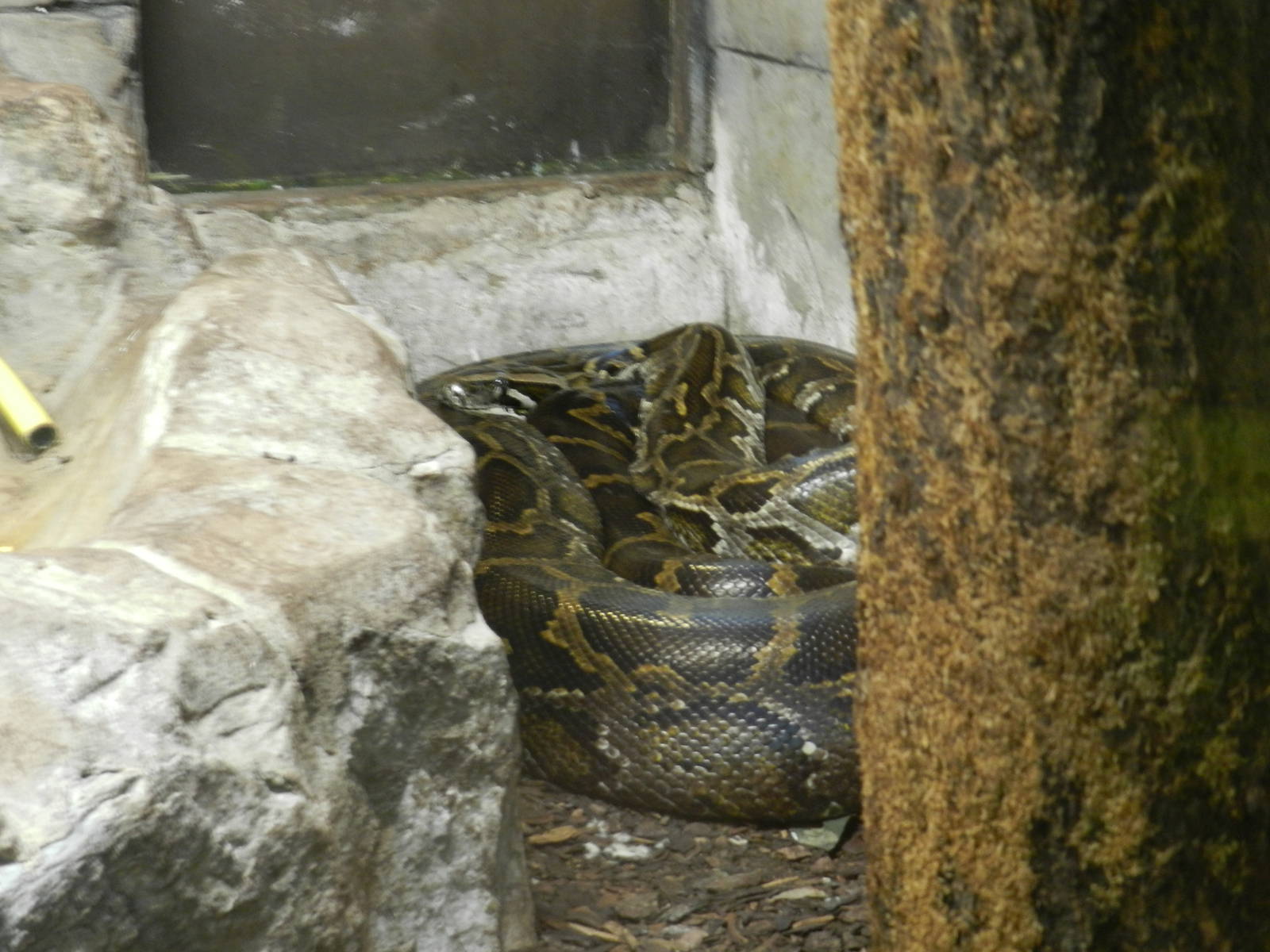Burmese Rock Python at Flamingo Land - 14/10/2012