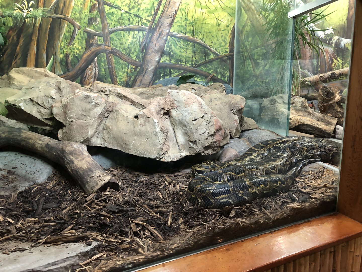 Burmese Rock Python Enclosure at Edmonton Valley Zoo (July 2022)