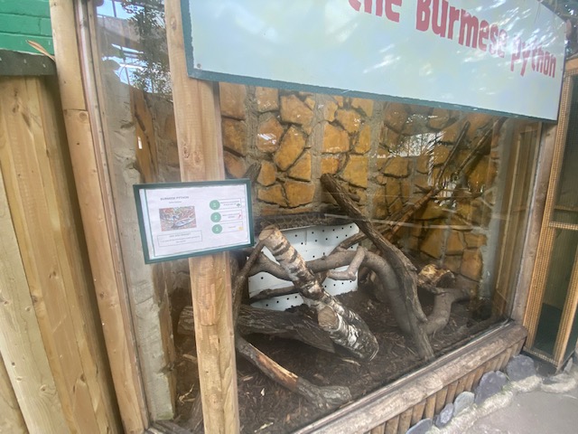 Burmese rock python exhibit 200922