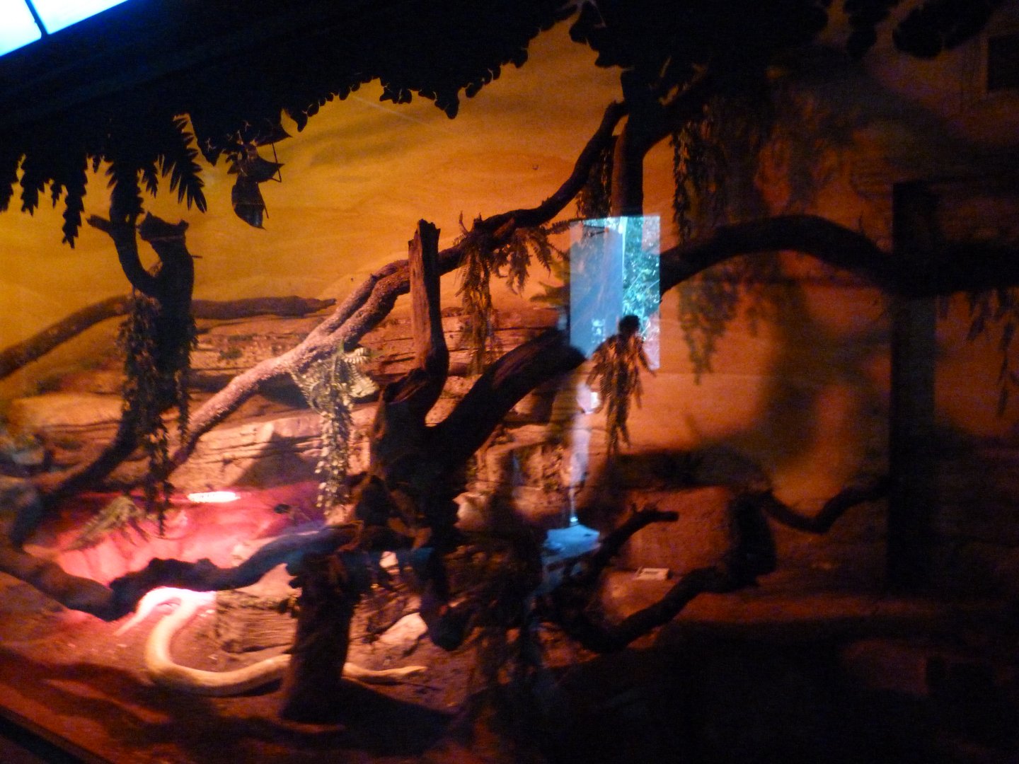 Burmese rock python exhibit -Faunia (2025)