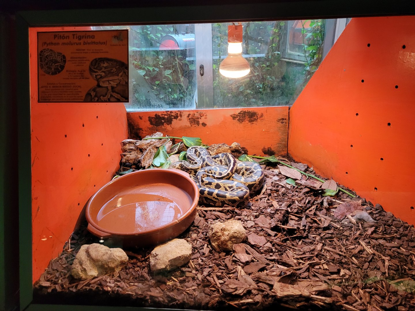 Burmese rock python exhibit -Zoo de Santillana del Mar (2023)