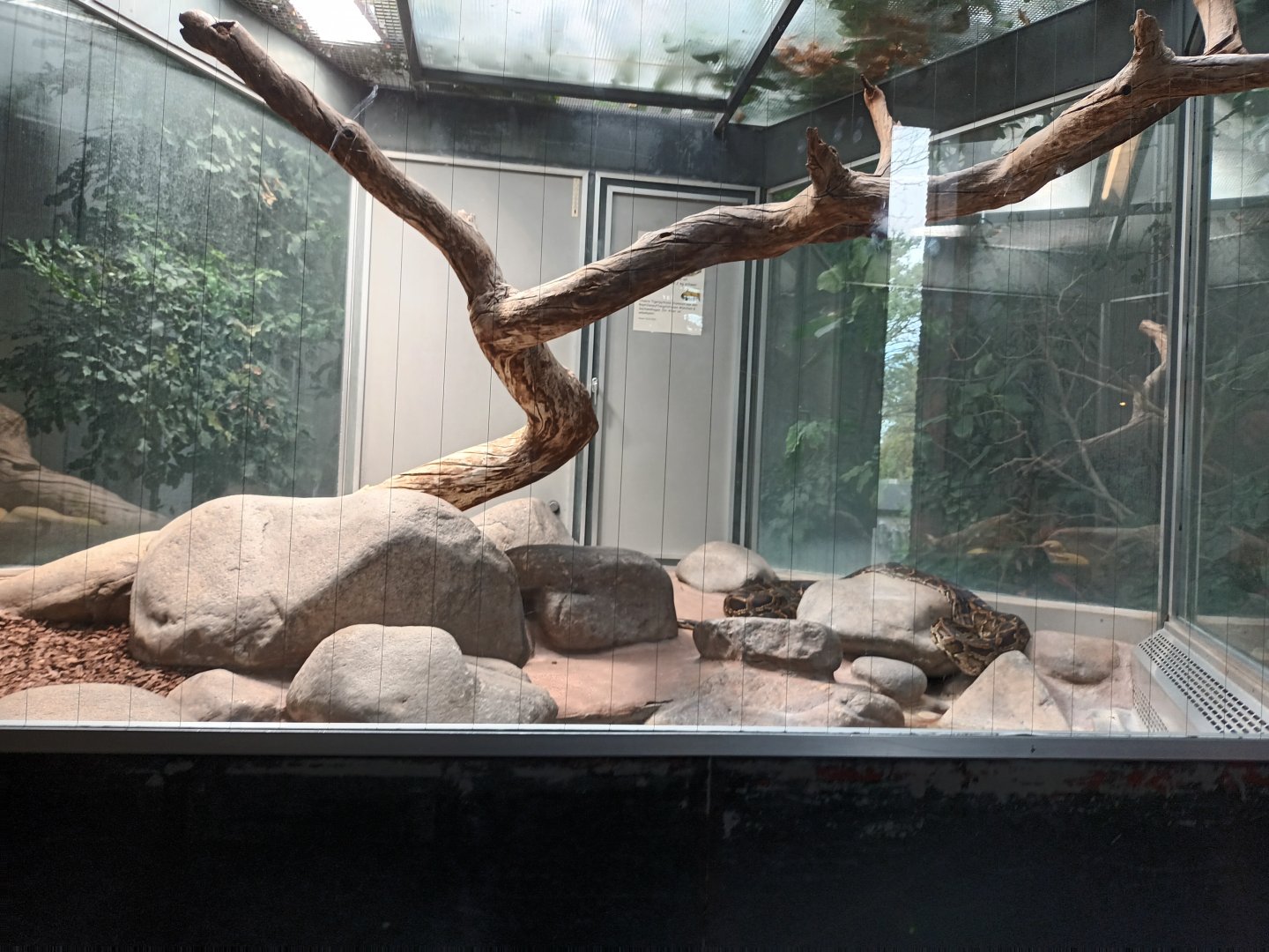 Burmese rock Python Habitat