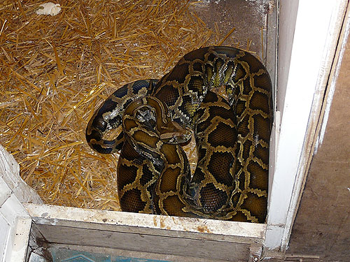 Burmese Rock Python in Kishinev Zoo