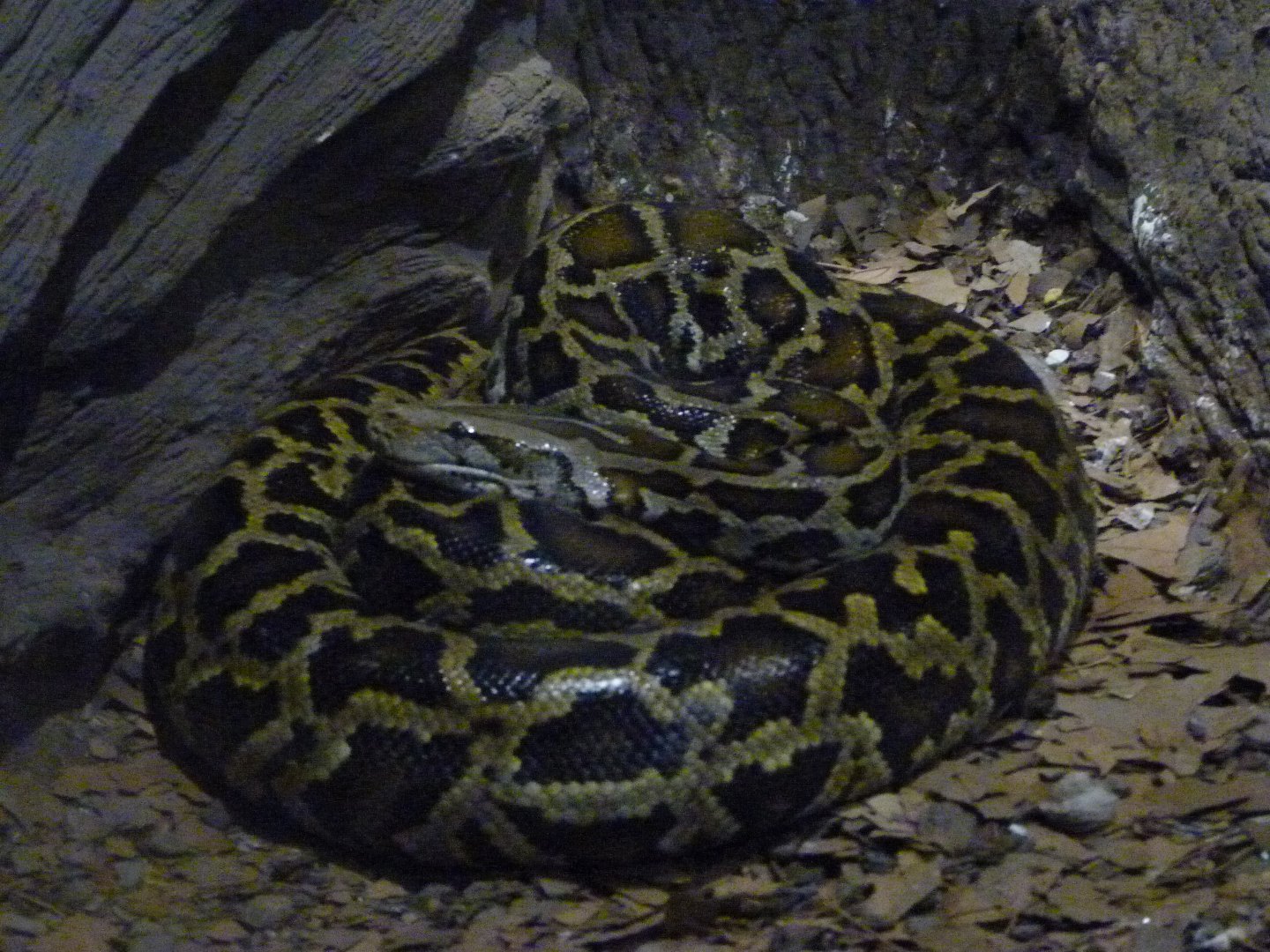 Burmese rock python -Parque de la Naturaleza de Cabárceno (2025)