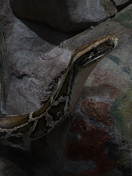 Burmese rock python (Python bivittatus) (07/22)