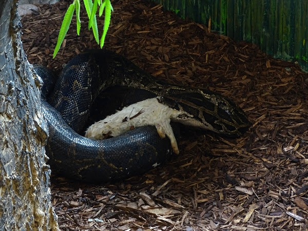 Burmese rock python (Python bivittatus)
