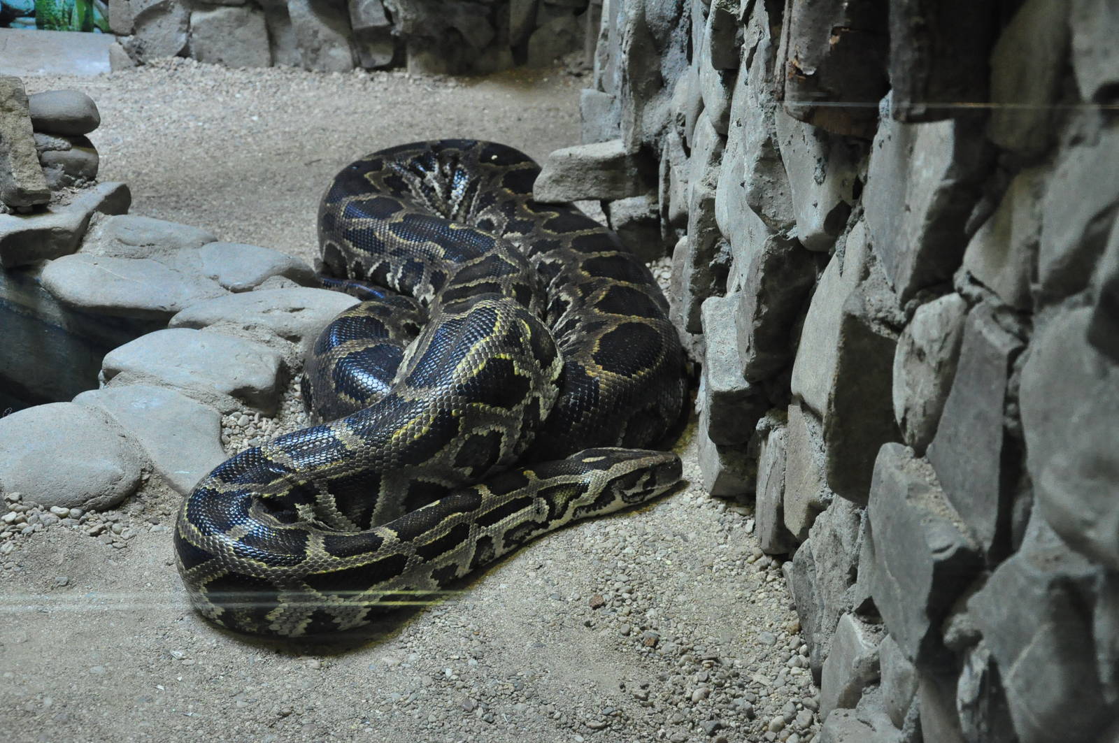 Burmese rock python/ Python molurus bivittatus