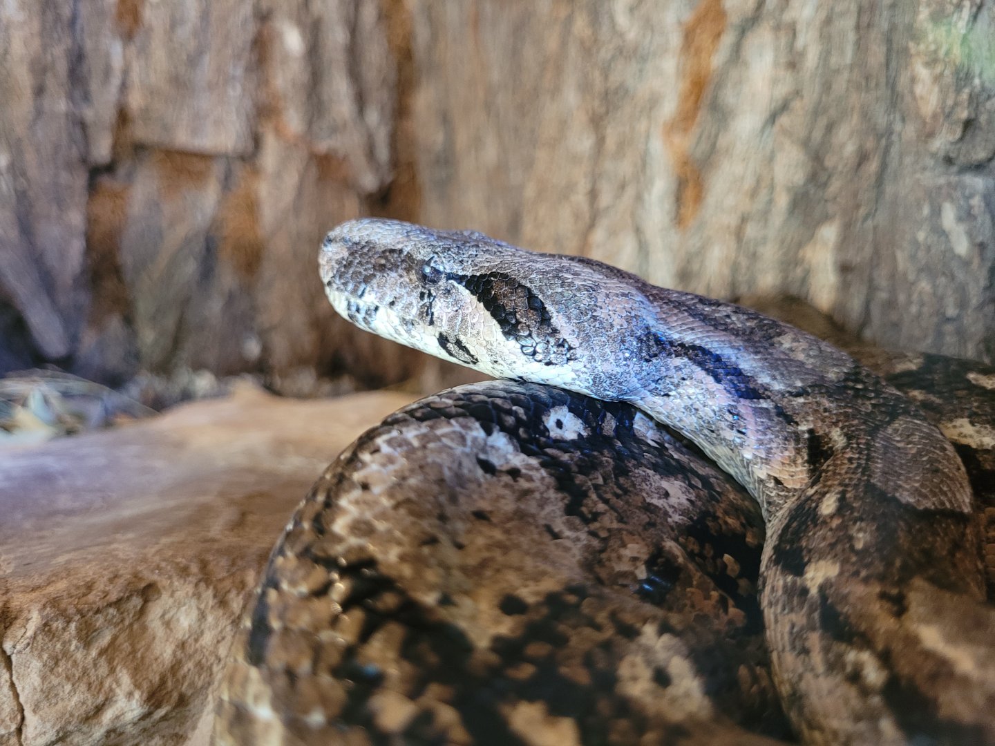 Burmese rock python -Sendaviva (2024)