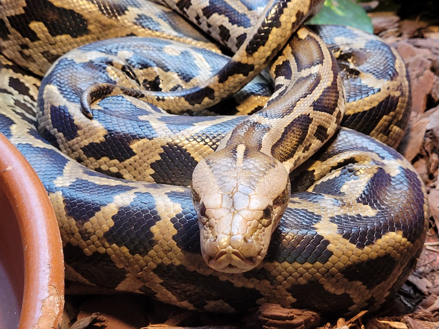 Burmese rock python -Zoo de Santillana del Mar (2023)