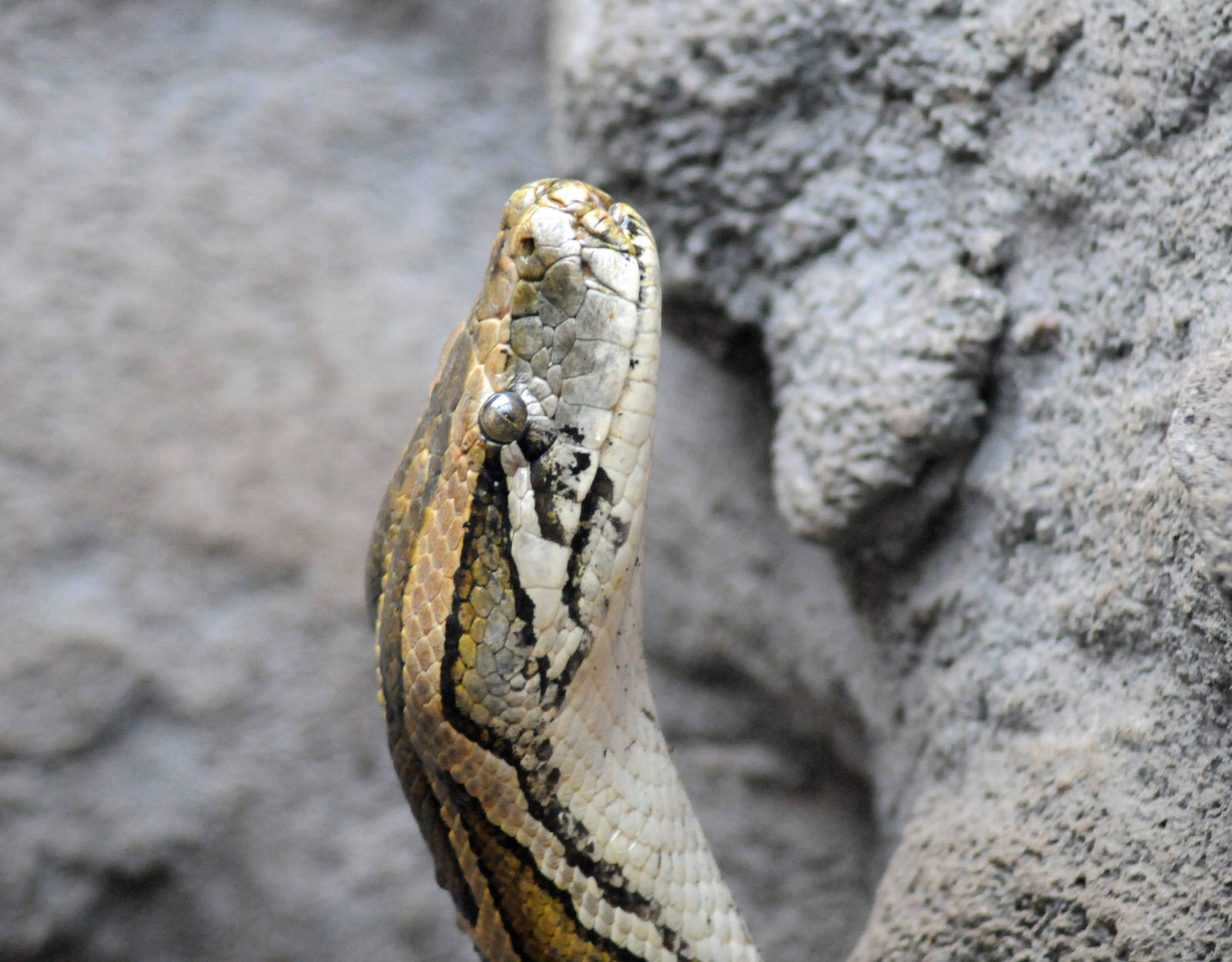 BURMESE ROCK PYTHON