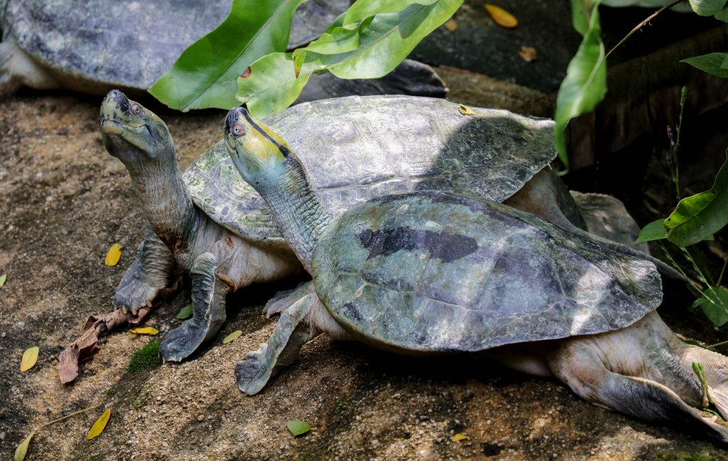 Burmese Roof Turtles
