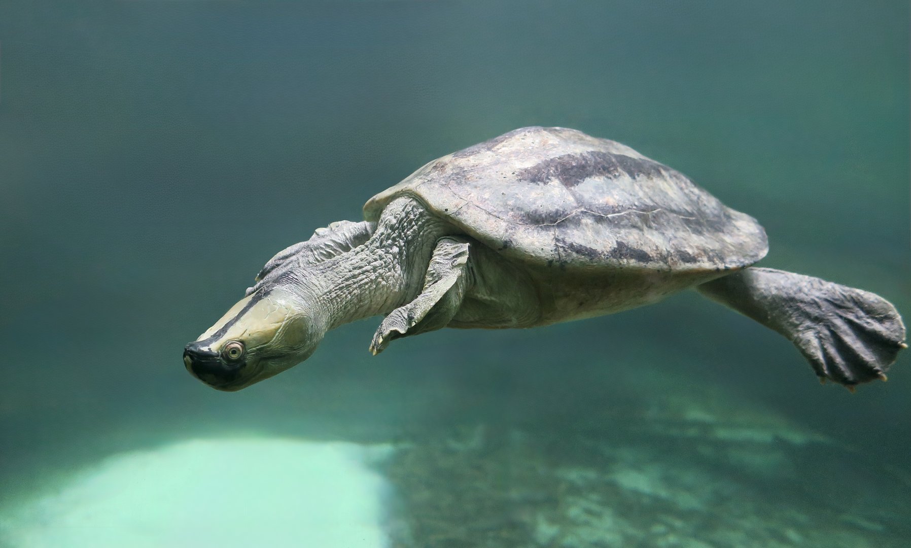 Burmese Roofed Turtle (Batagur trivittata) male
