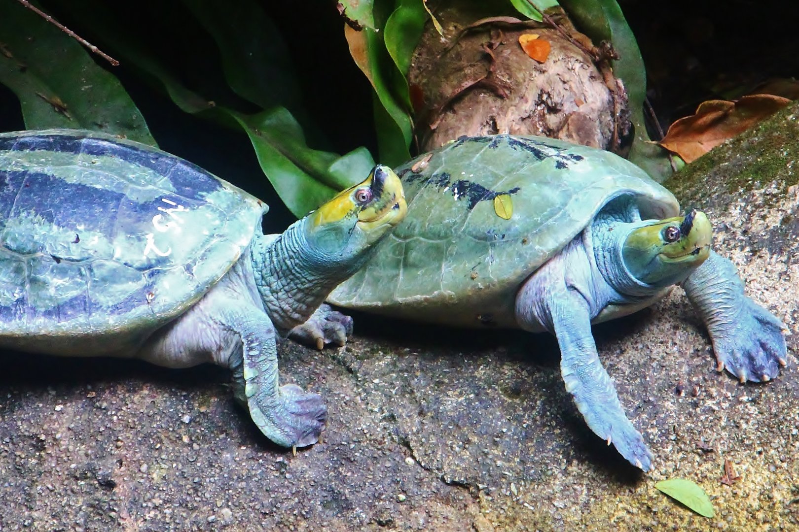 Burmese Roofed Turtle (Batagur trivittata)