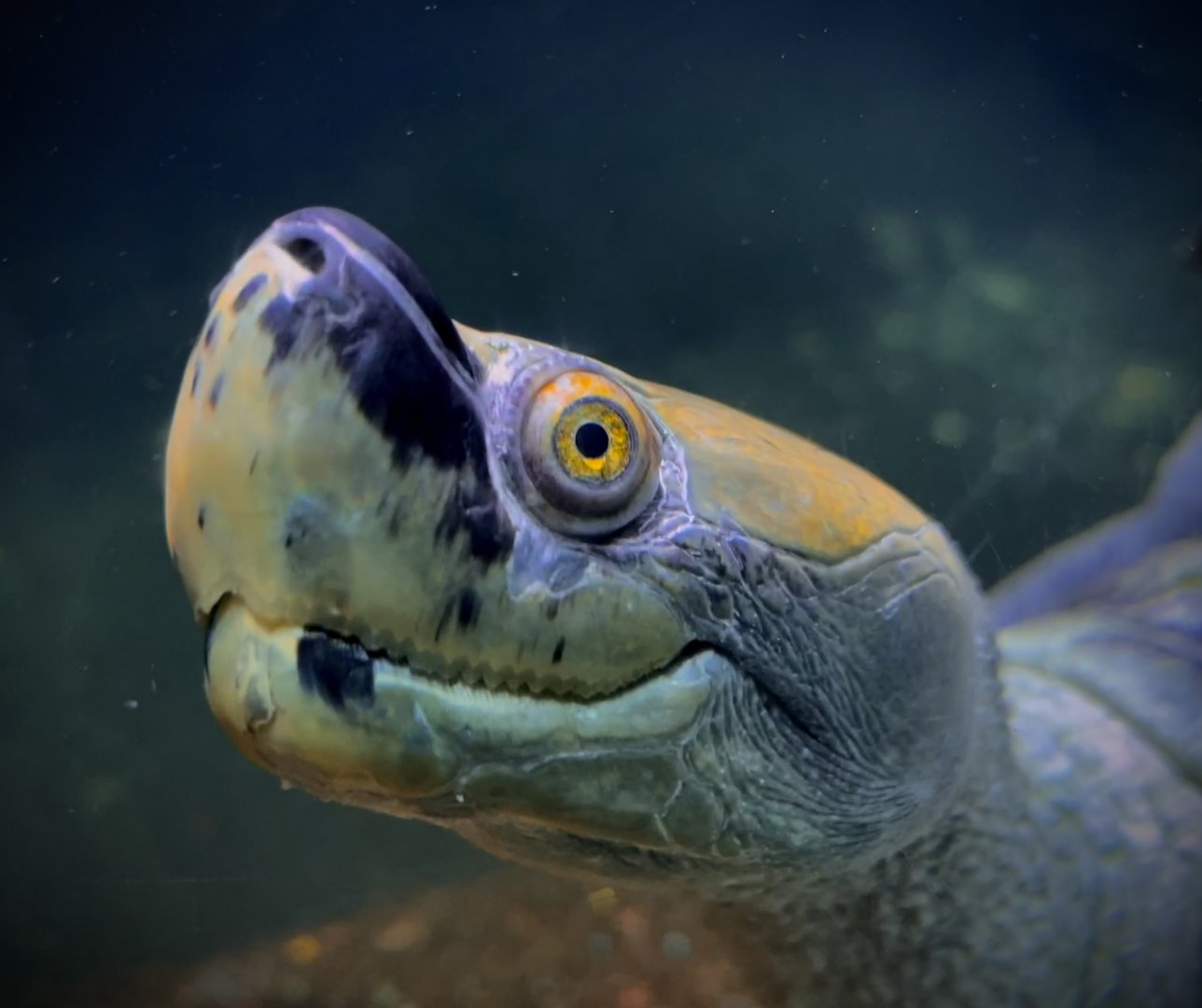Burmese Roofed Turtle (Batagur trivittata)