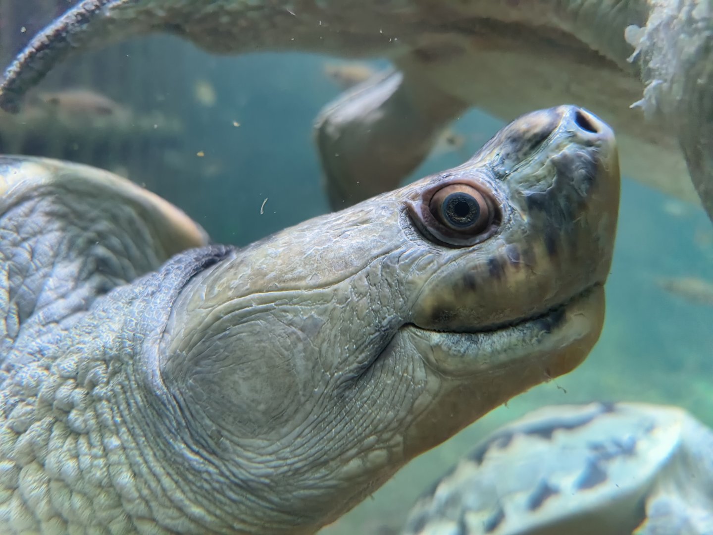 Burmese Roofed Turtle (Batagur trivittata)