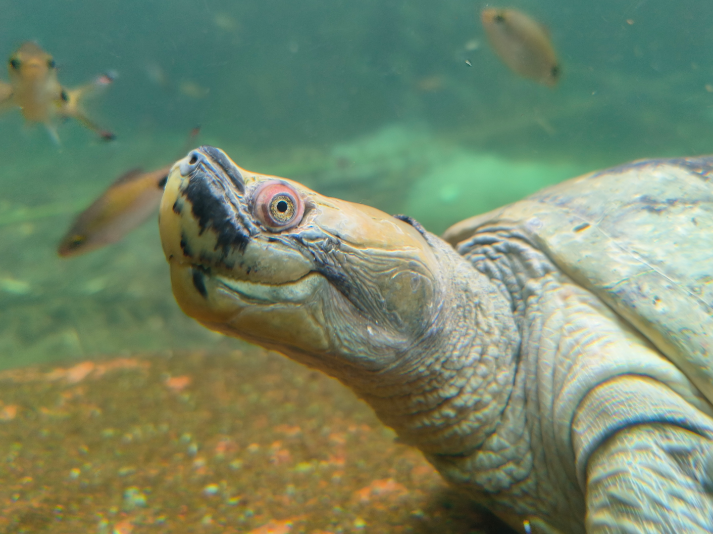 Burmese Roofed Turtle (Batagur trivittata)