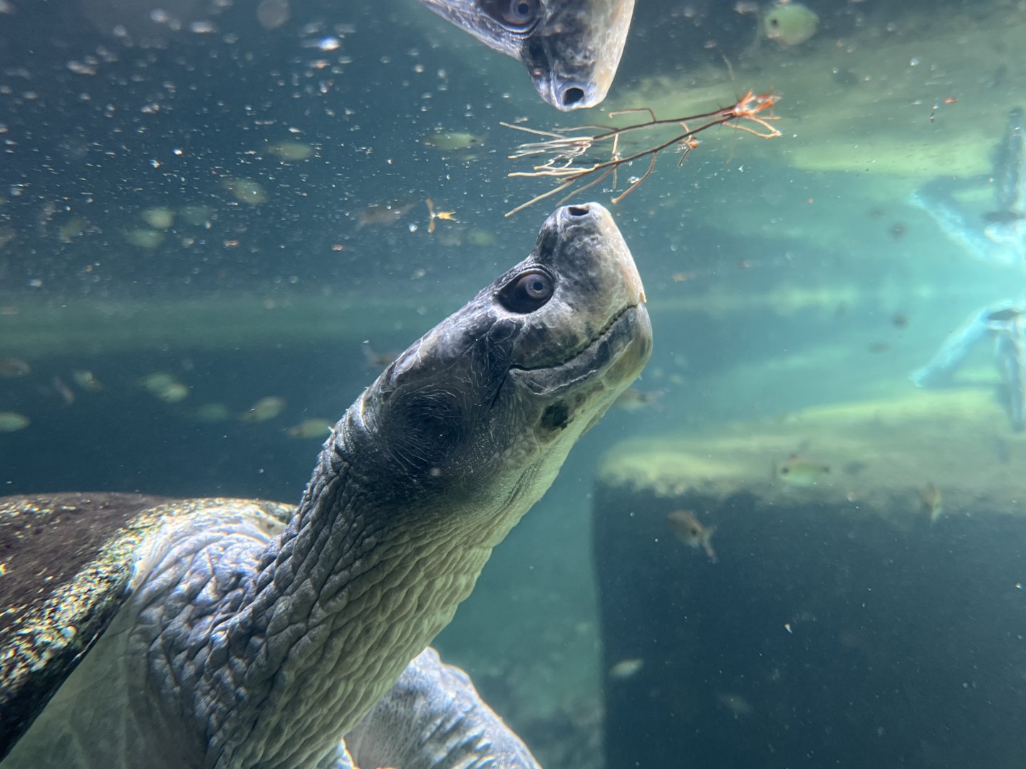 Burmese Roofed Turtle (Batagur trivittata)