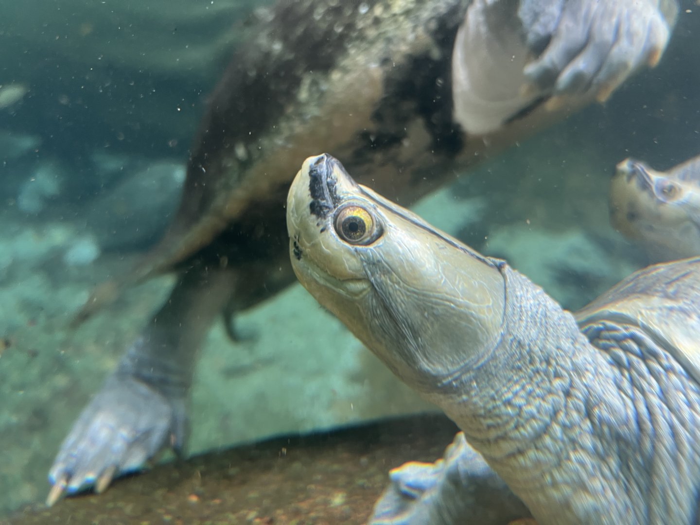 Burmese Roofed Turtle (Batagur trivittata)