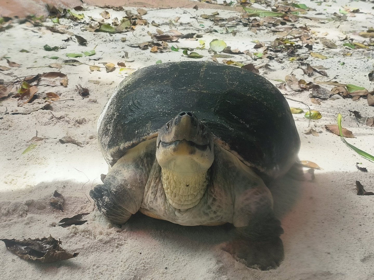 Burmese Roofed Turtle (Batagur trivittata)