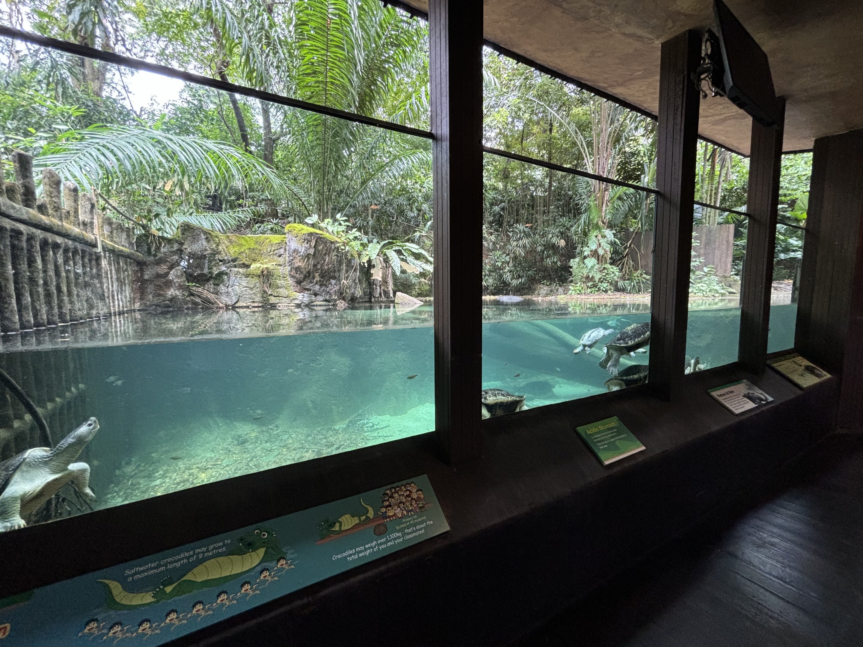 Burmese Roofed Turtle Exhibit